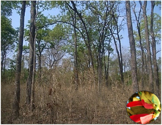 Forests 12 00235 g0a4