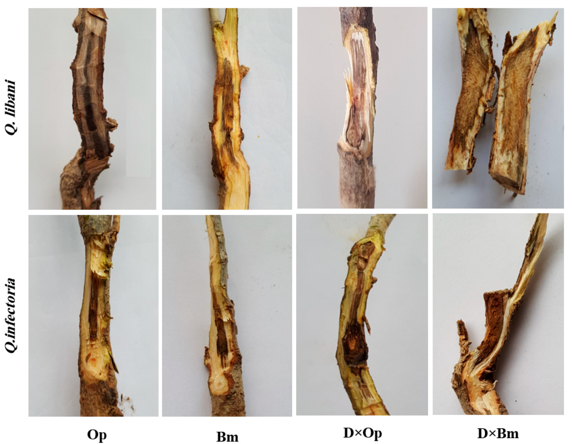Forests 12 00247 g001