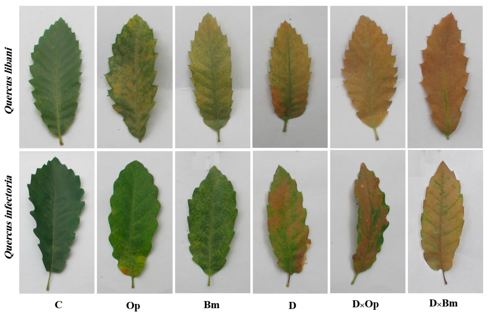 Forests 12 00247 g002