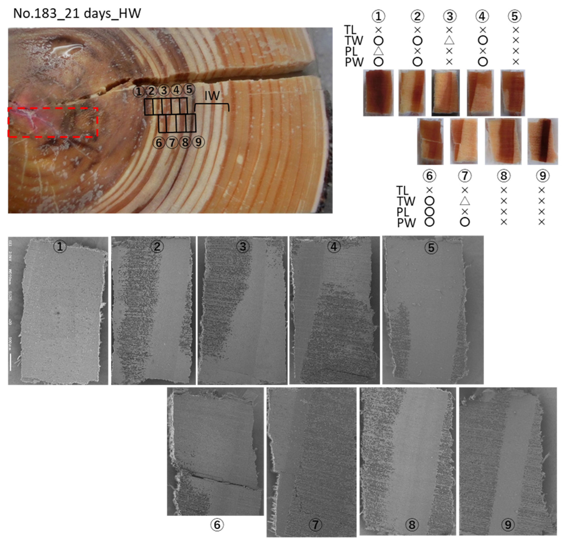 Forests 12 00251 g004b Forests 12 00251 g004b