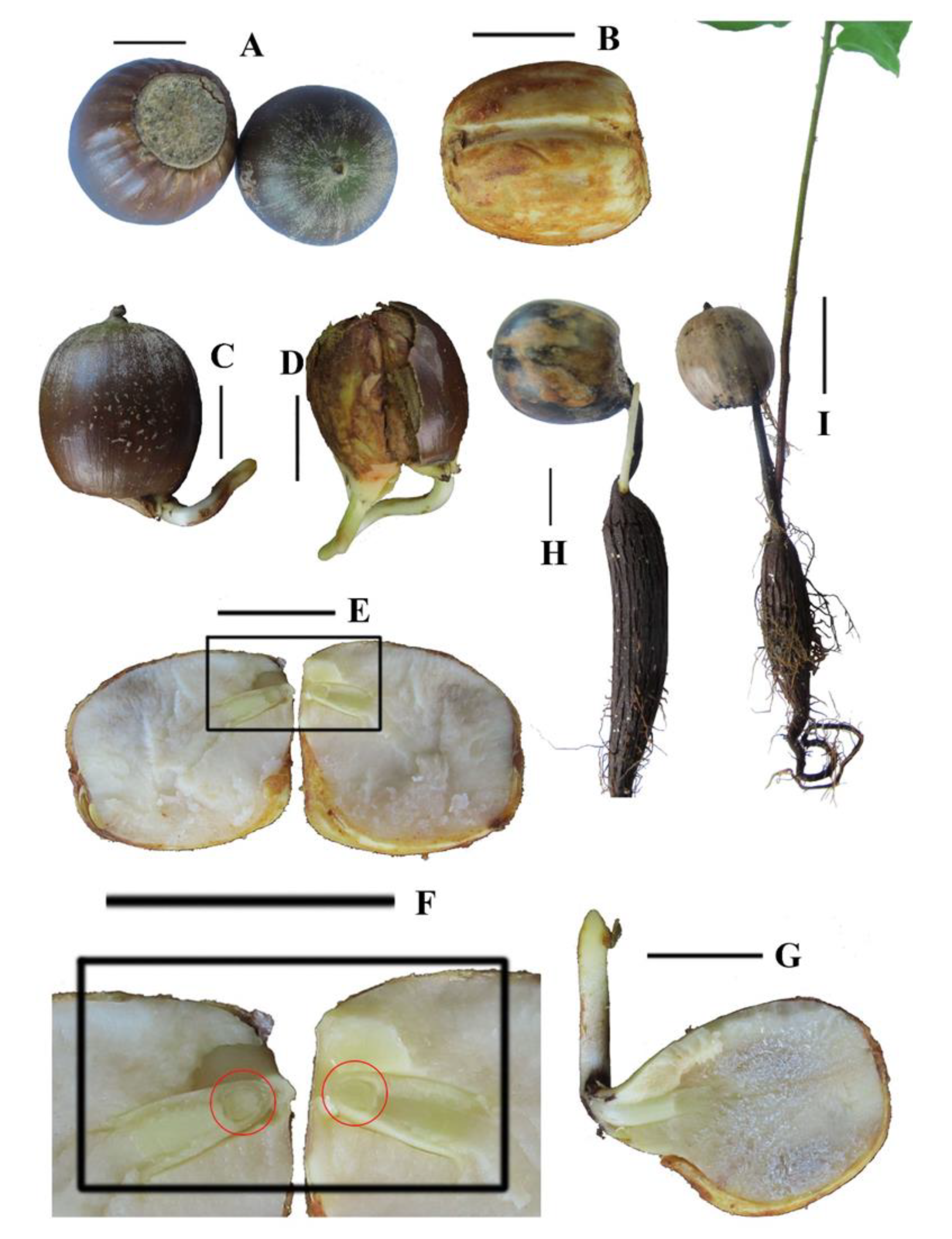 Forests 12 00263 g001
