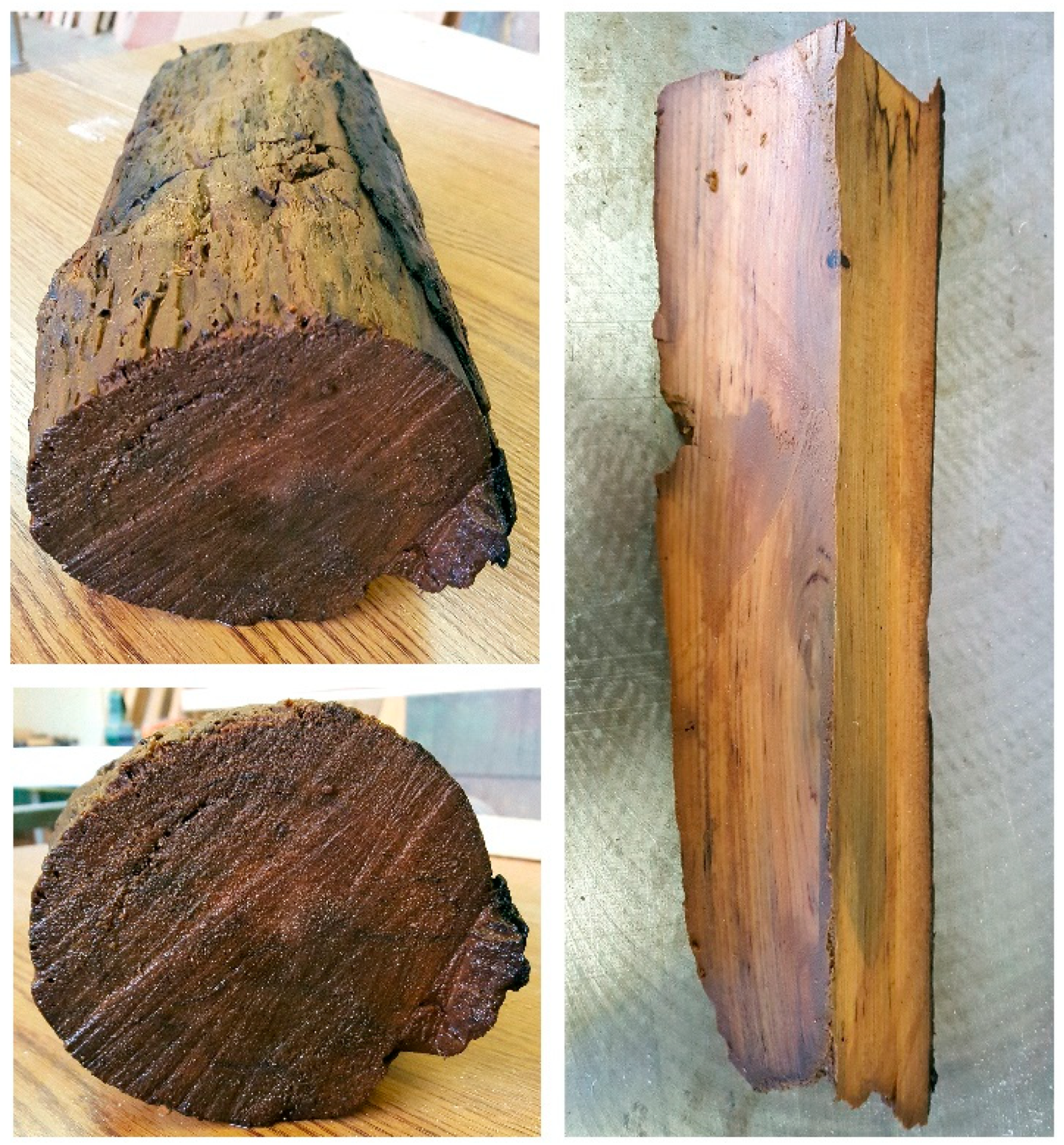 Forests 12 00268 g001