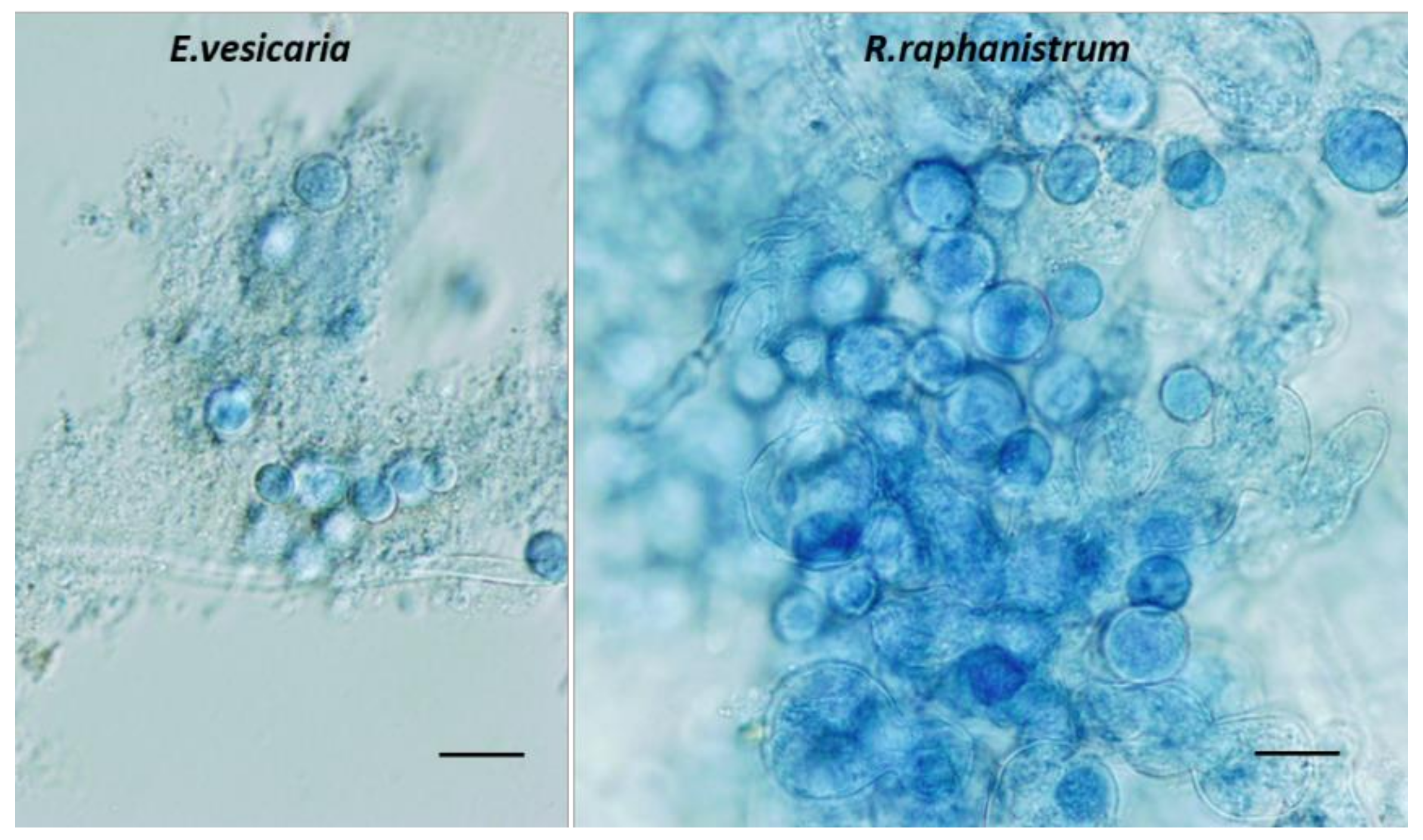 Forests 12 00285 g002