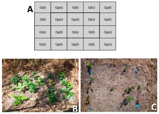 Forests 12 00307 g0a2