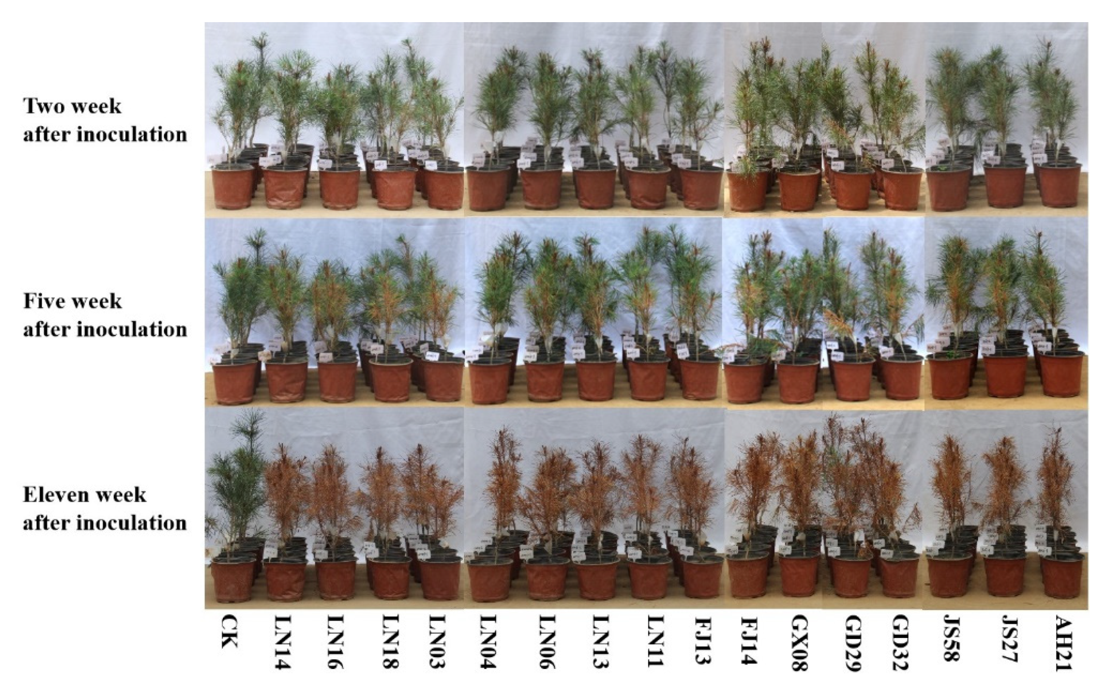 Forests 12 00310 g005