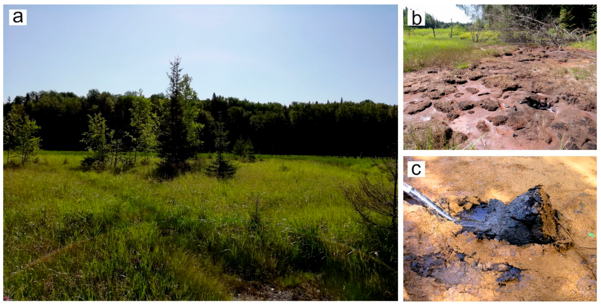 Forests 12 00321 g005