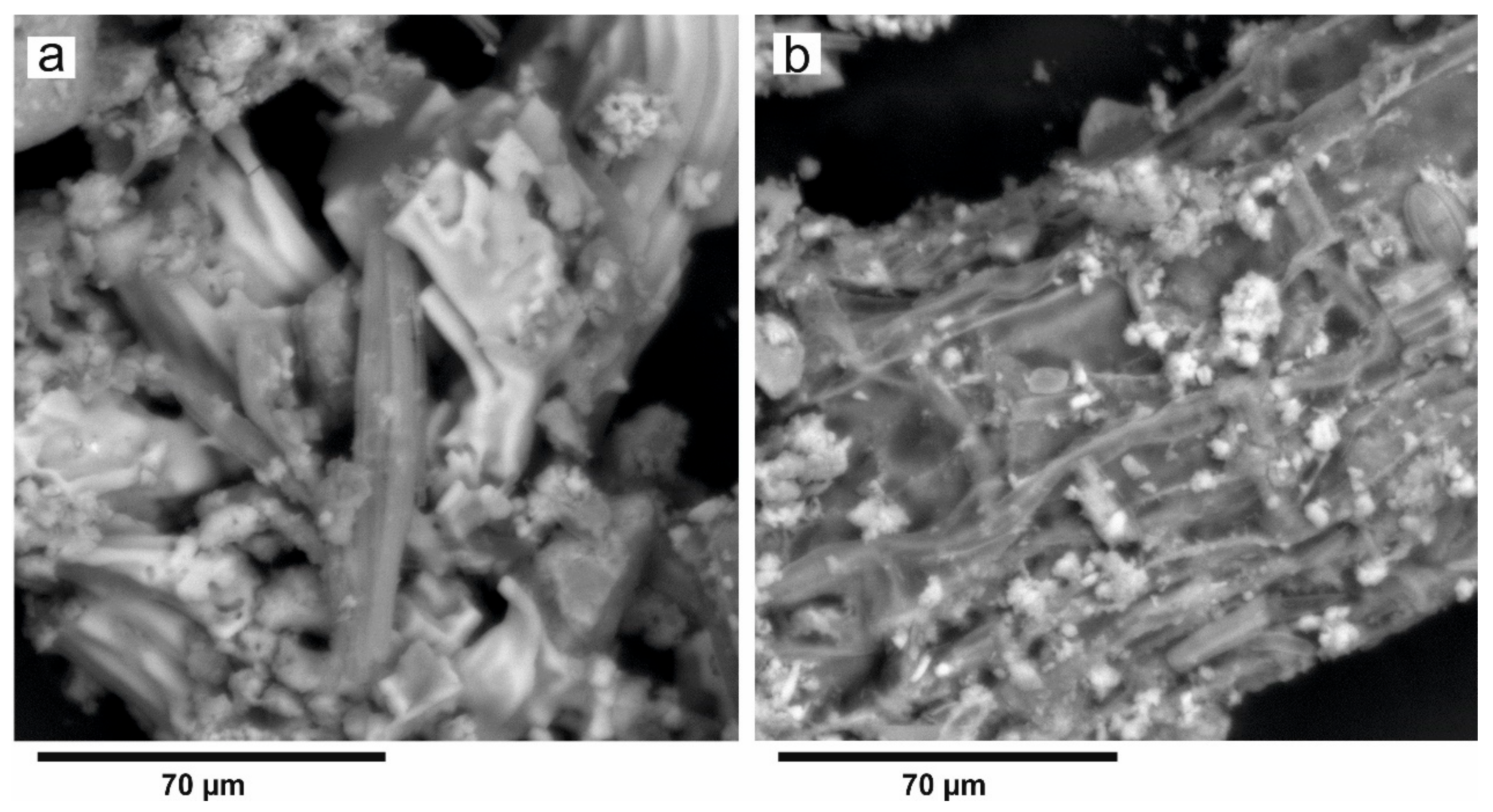 Forests 12 00321 g013