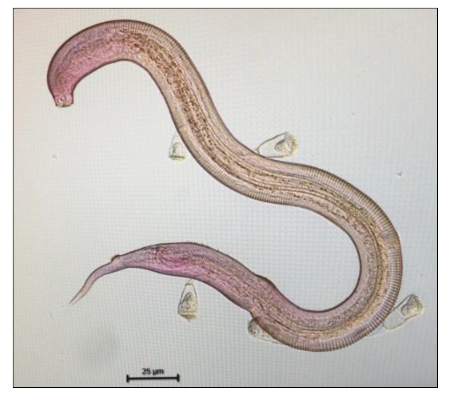 Forests 12 00338 g006