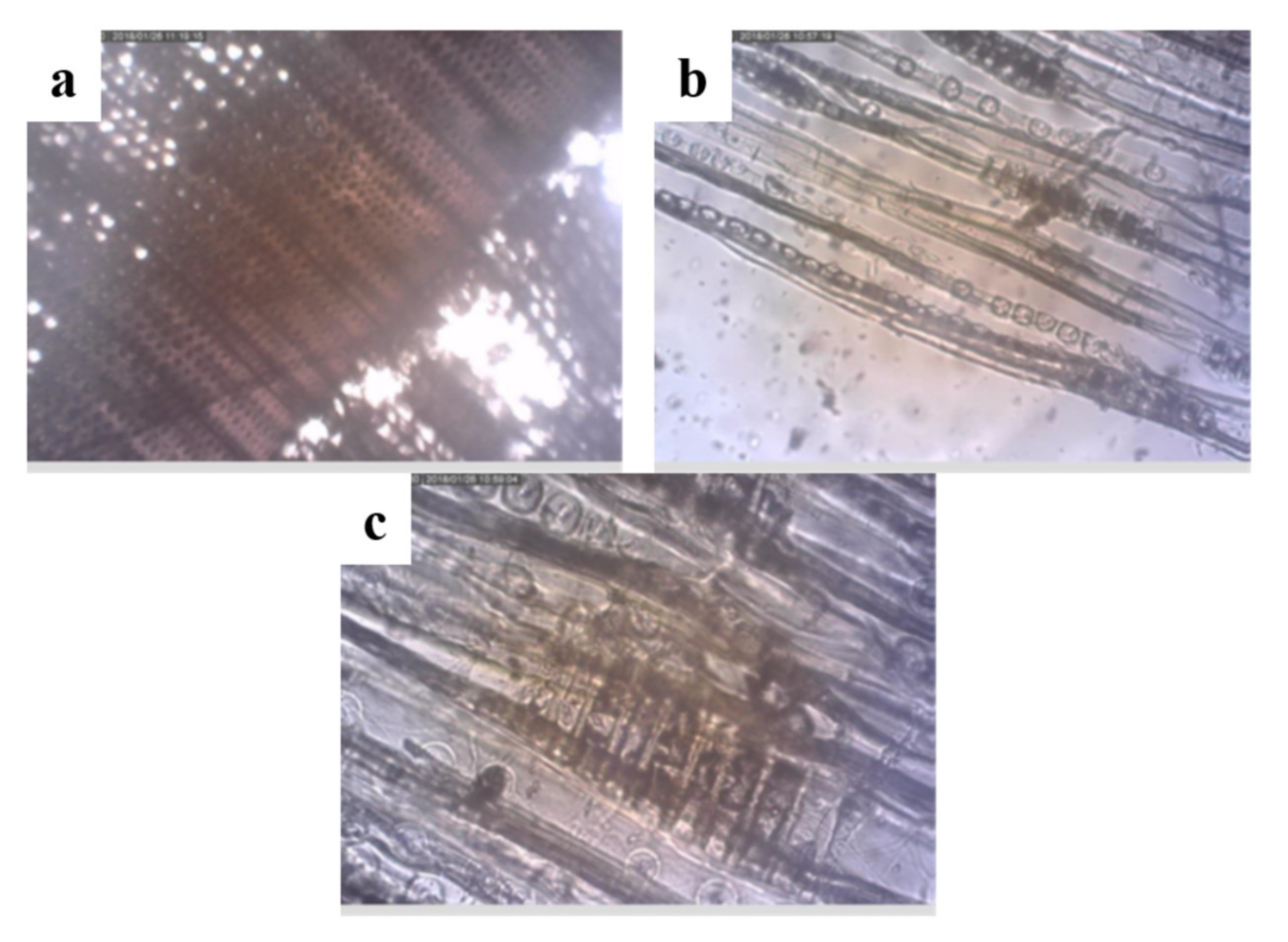 Forests 12 00345 g002 Forests 12 00345 g002