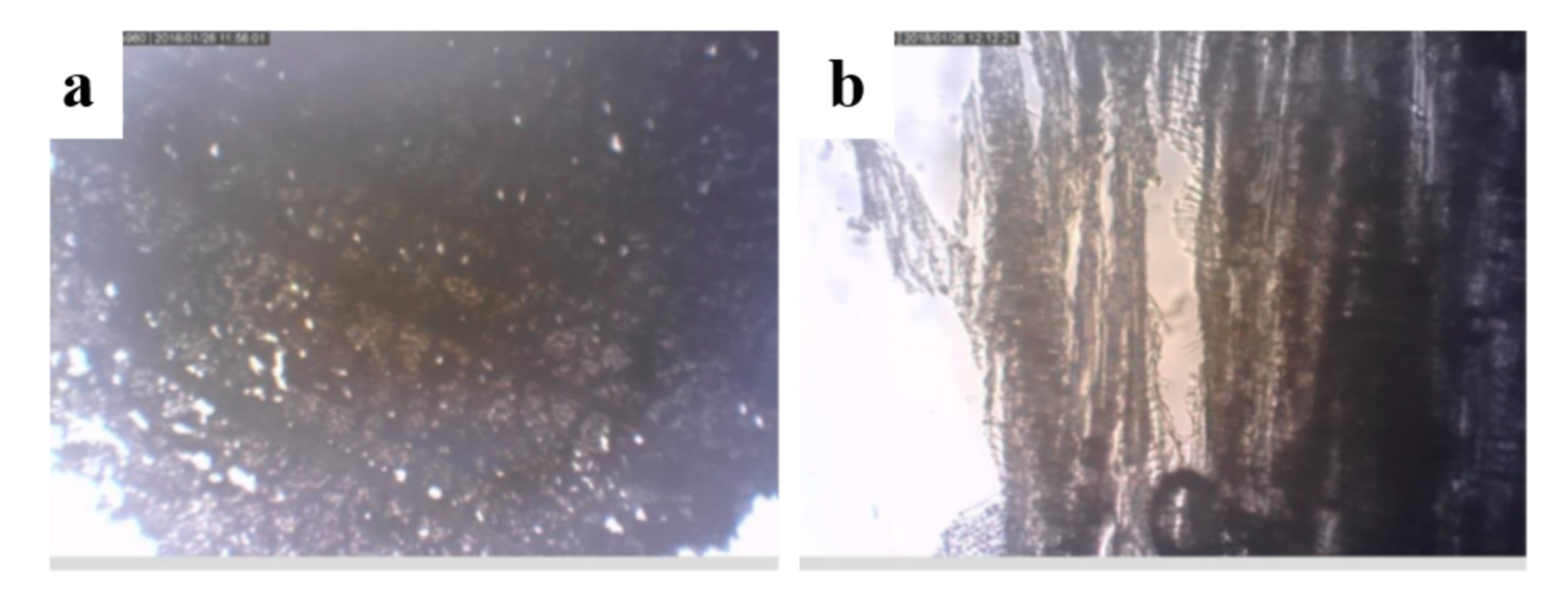Forests 12 00345 g003 Forests 12 00345 g003