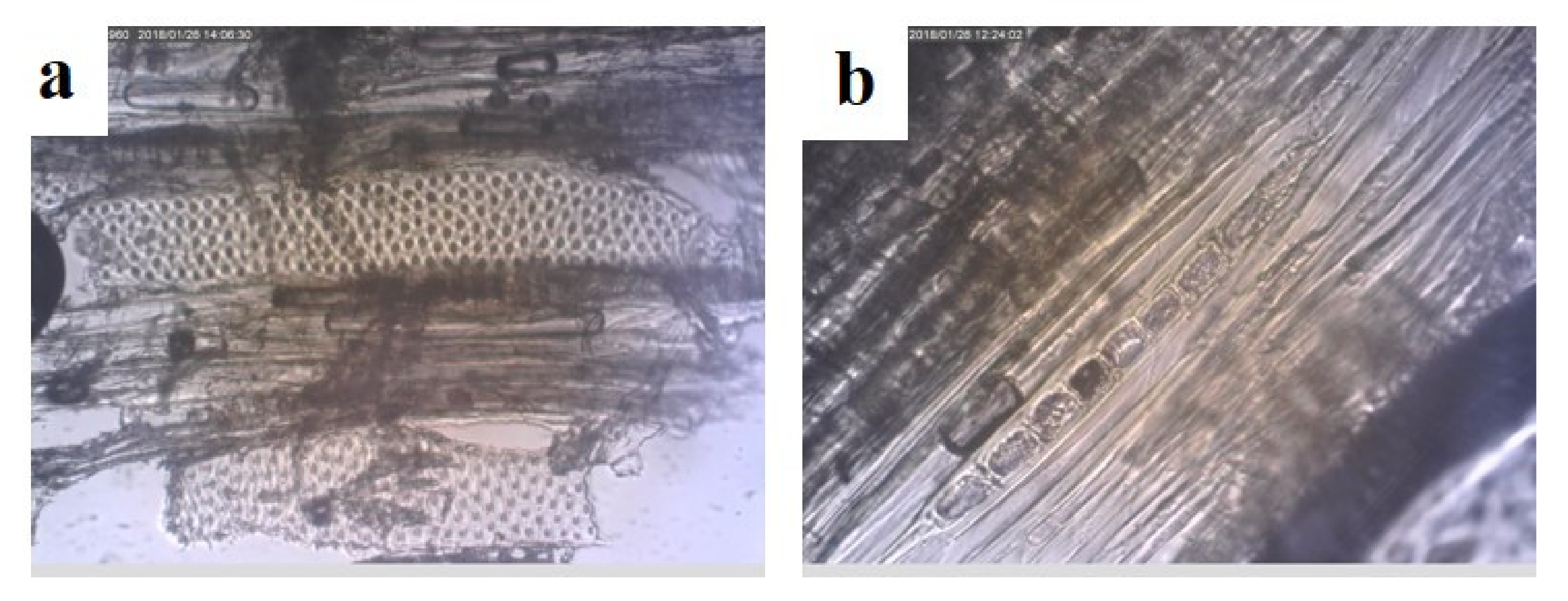 Forests 12 00345 g004 Forests 12 00345 g004