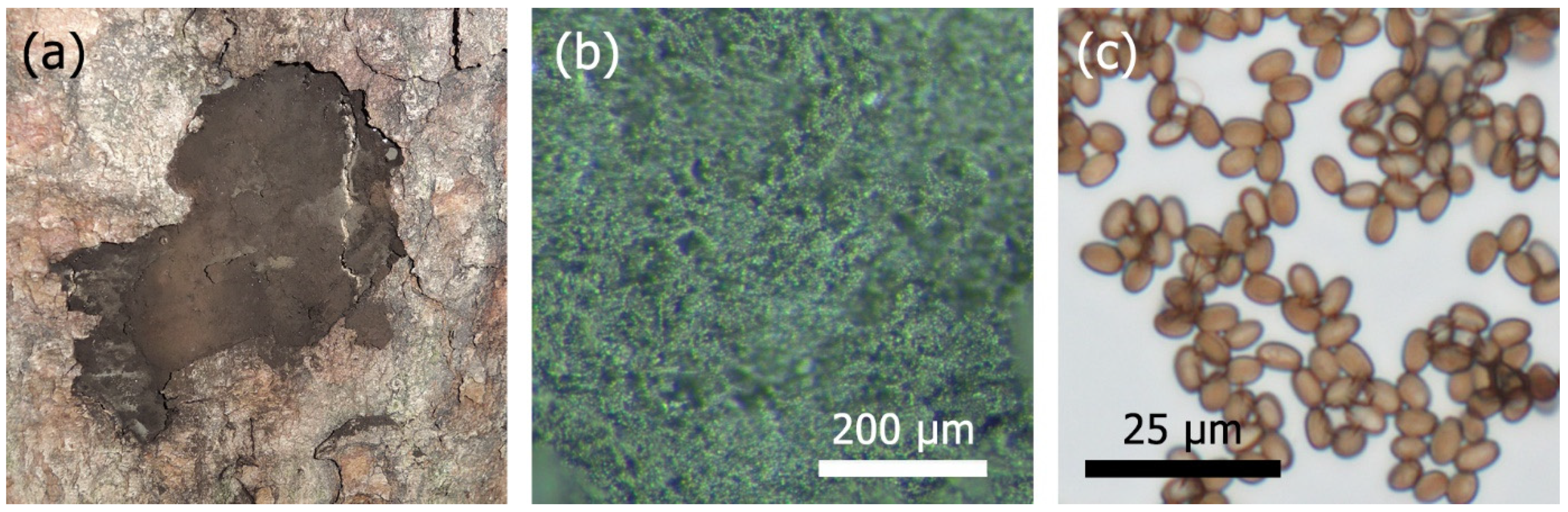 Forests 12 00377 g001 Forests 12 00377 g001