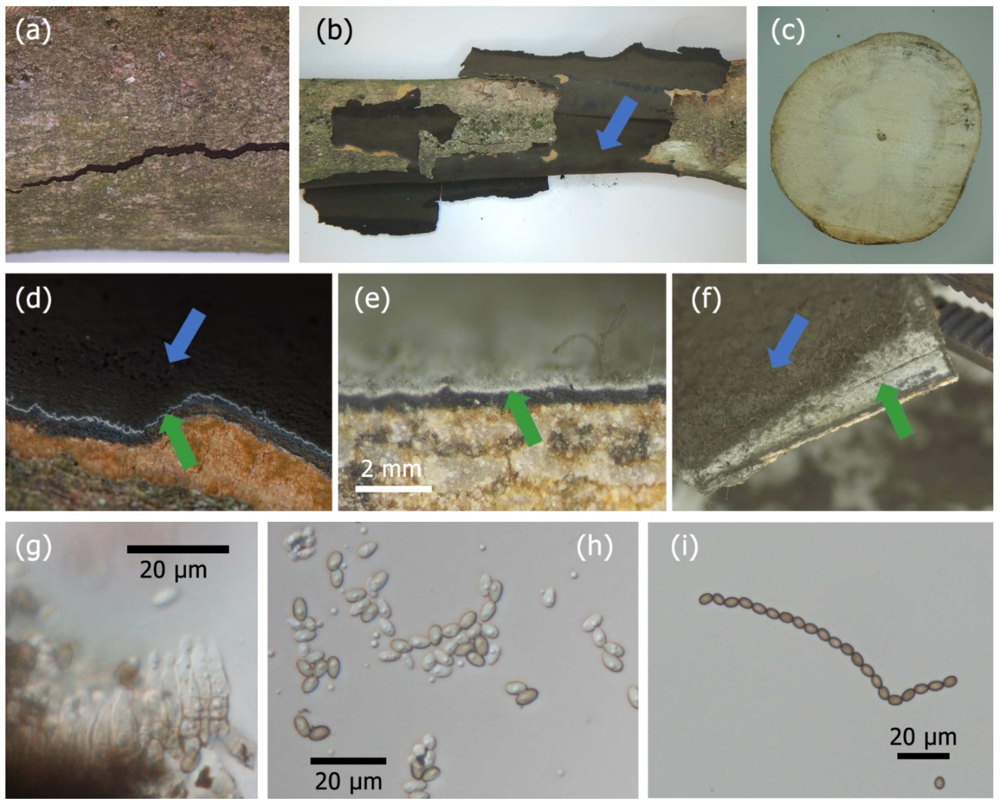 Forests 12 00377 g002 Forests 12 00377 g002