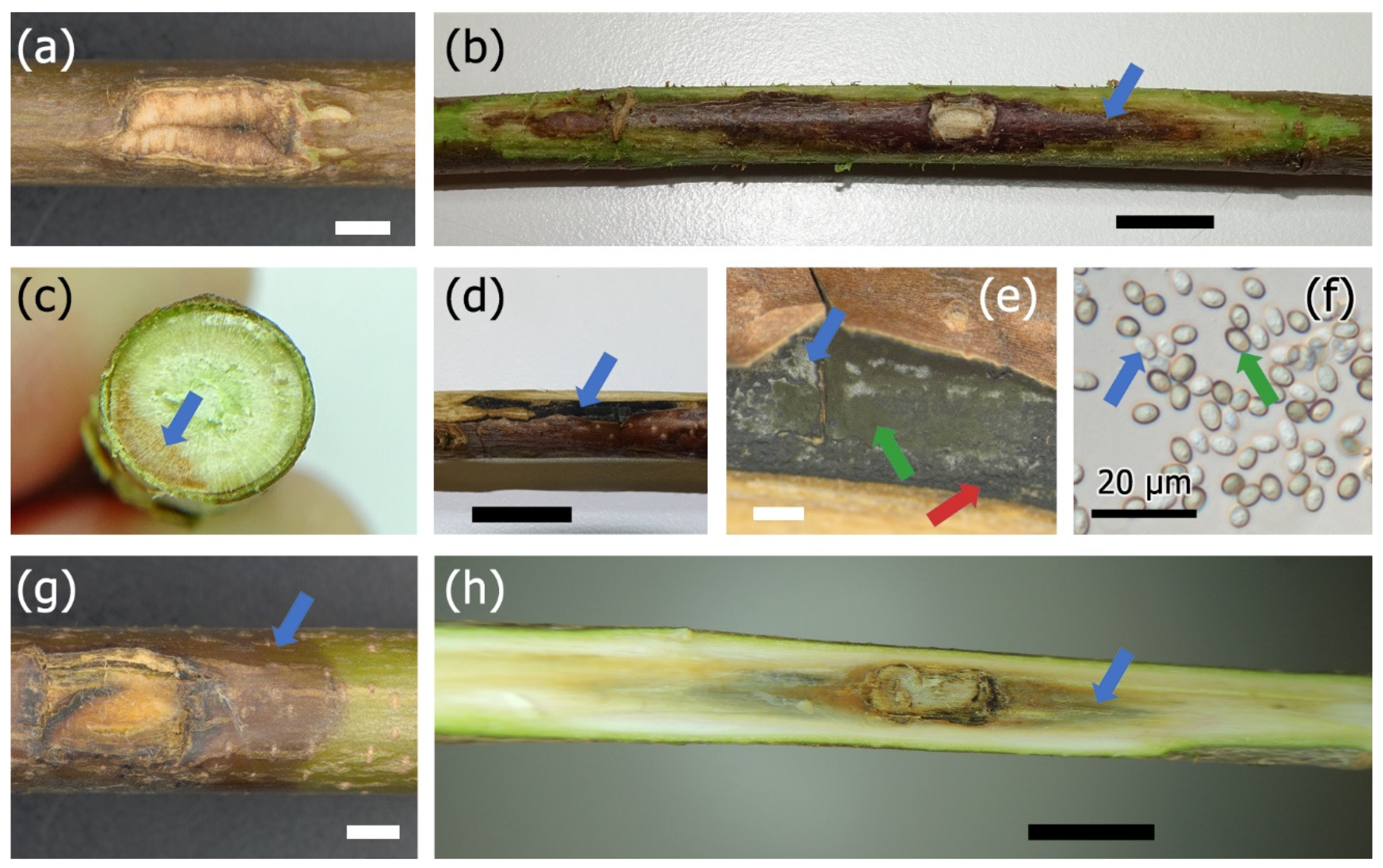 Forests 12 00377 g005 Forests 12 00377 g005