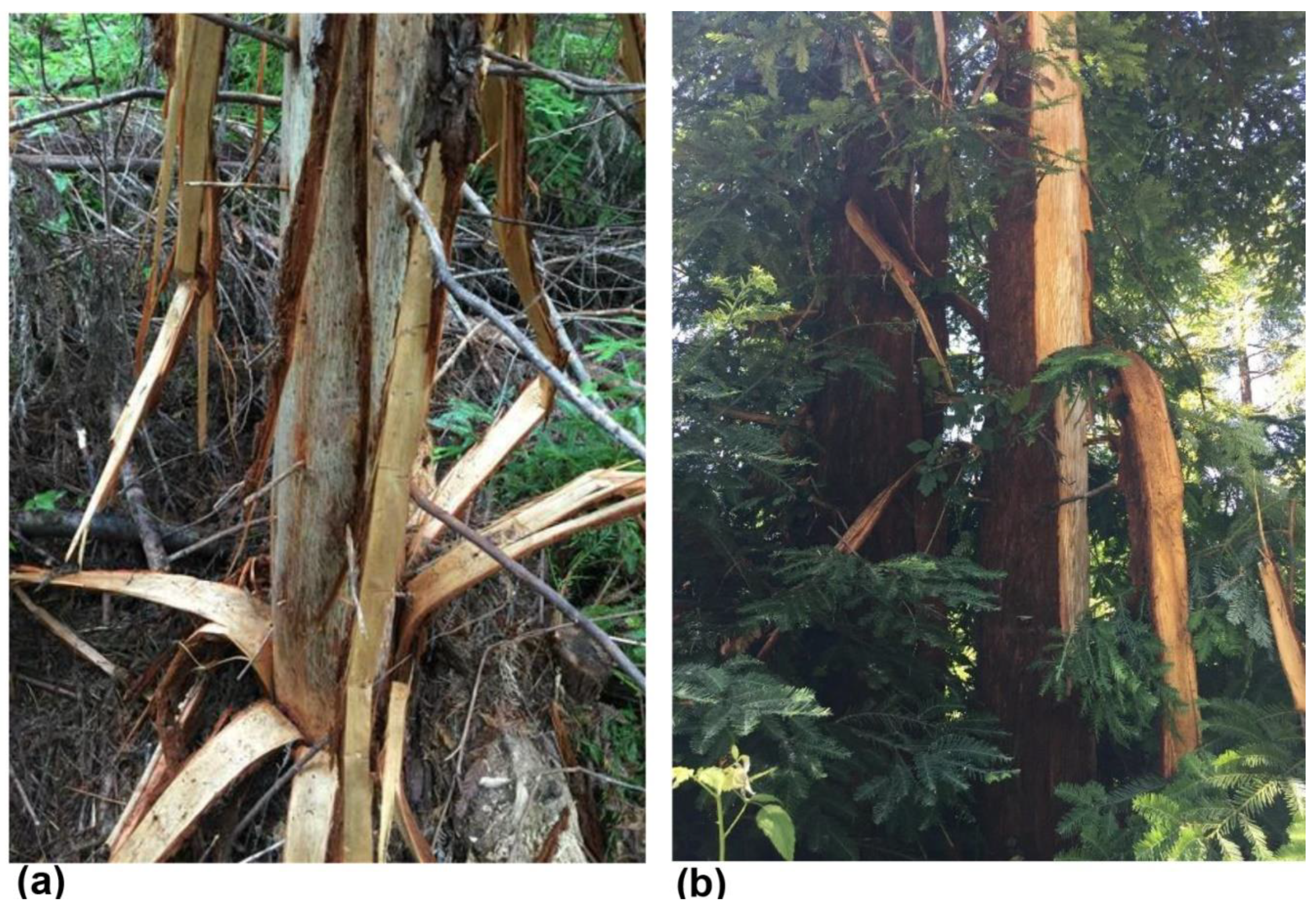 Forests 12 00378 g003