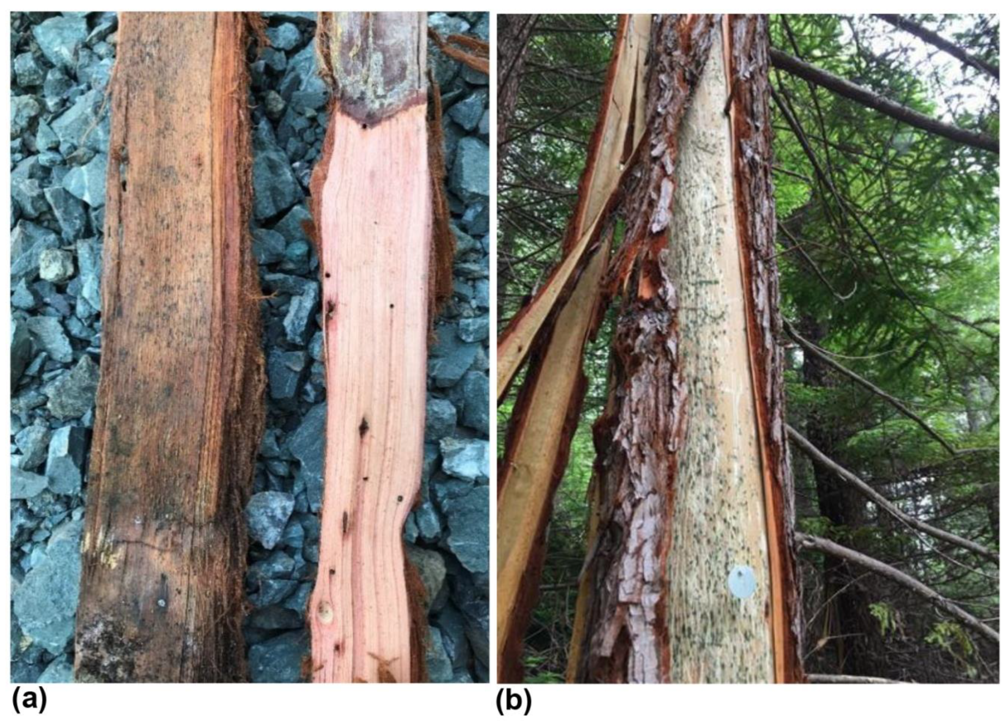 Forests 12 00378 g004