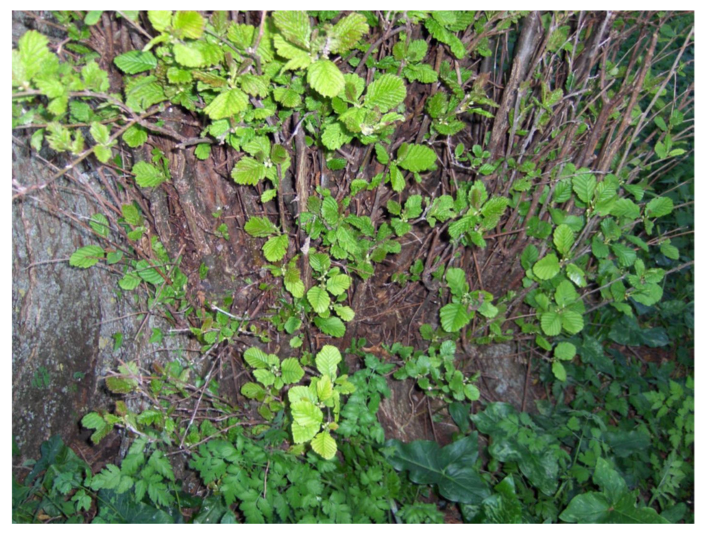 Forests 12 00408 g003