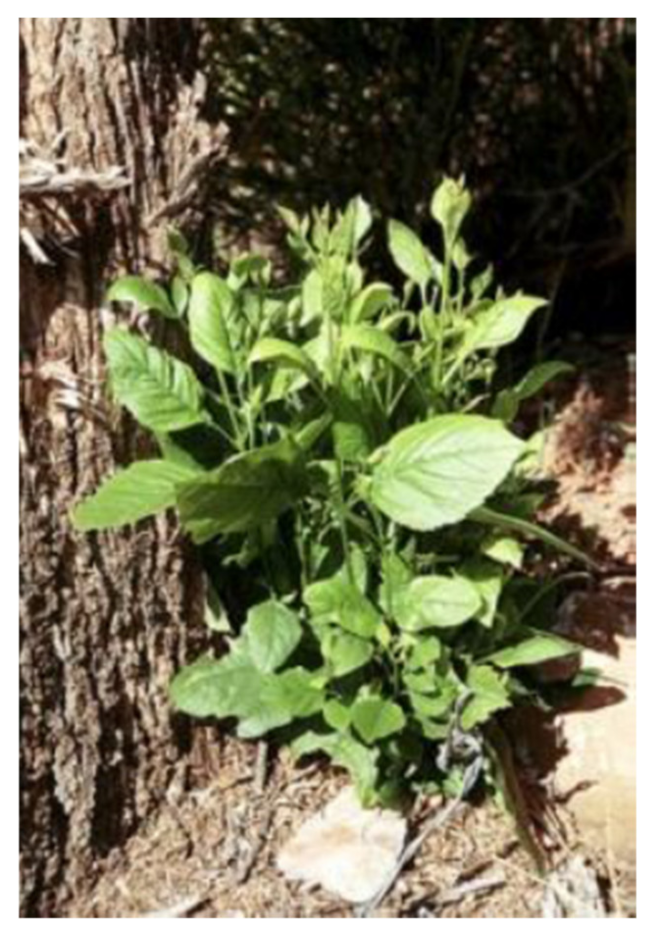 Forests 12 00408 g004