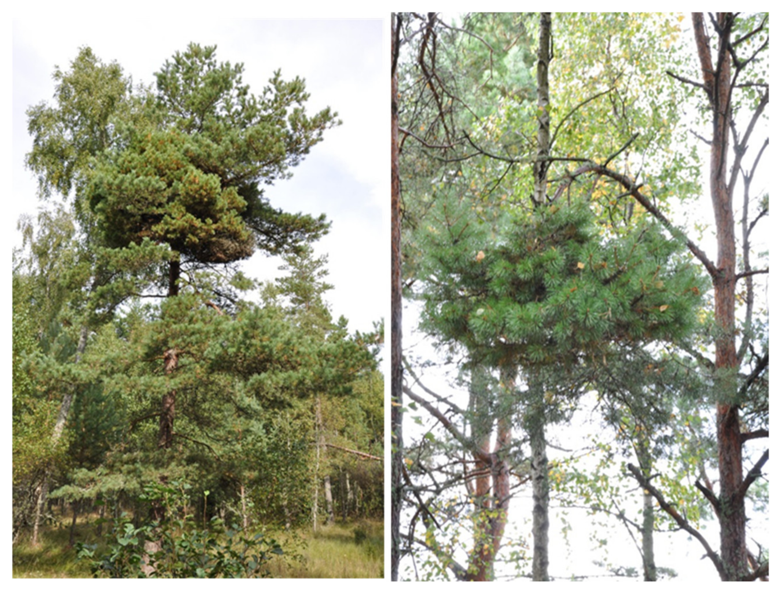 Forests 12 00408 g005