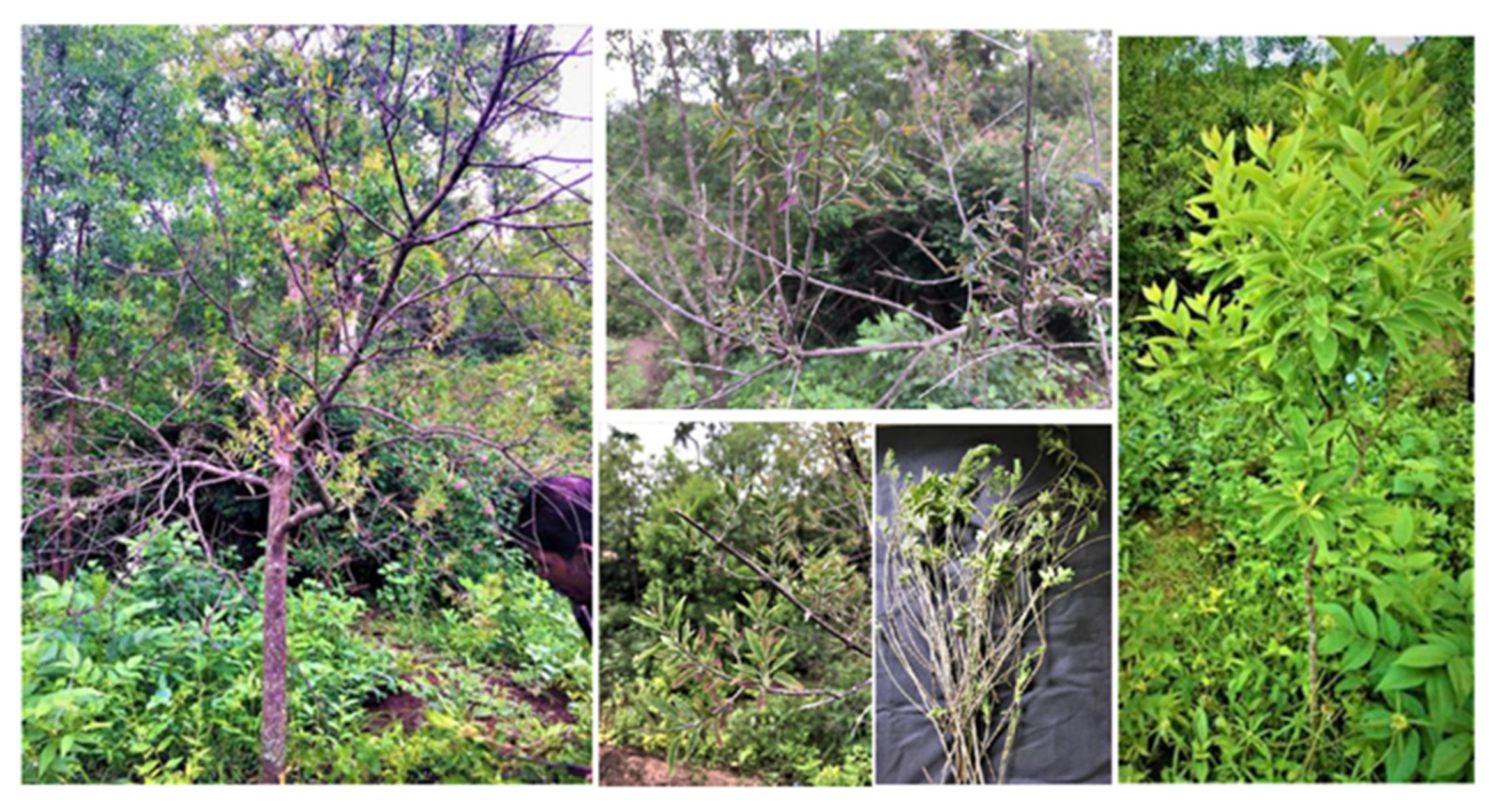 Forests 12 00408 g006