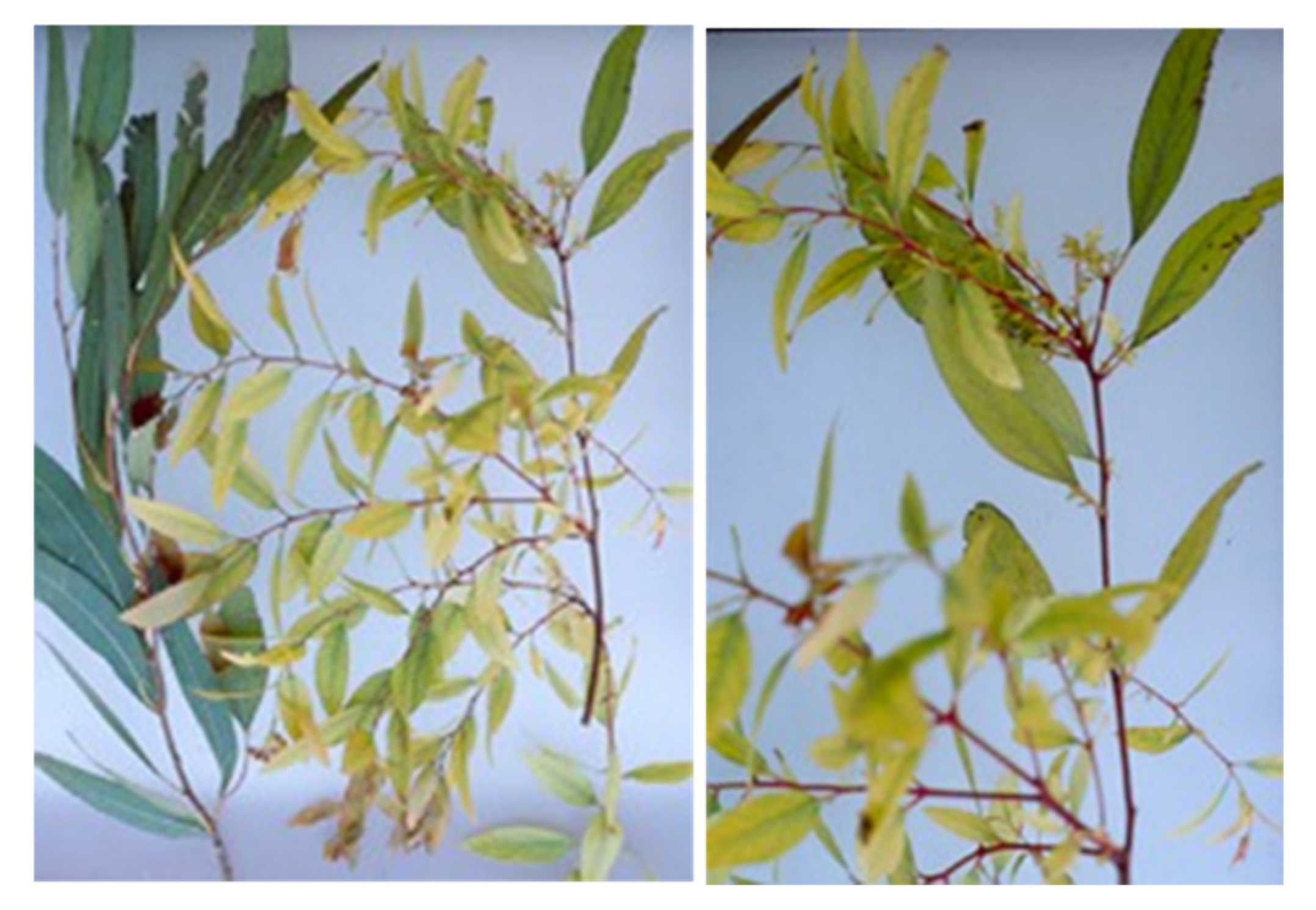 Forests 12 00408 g007