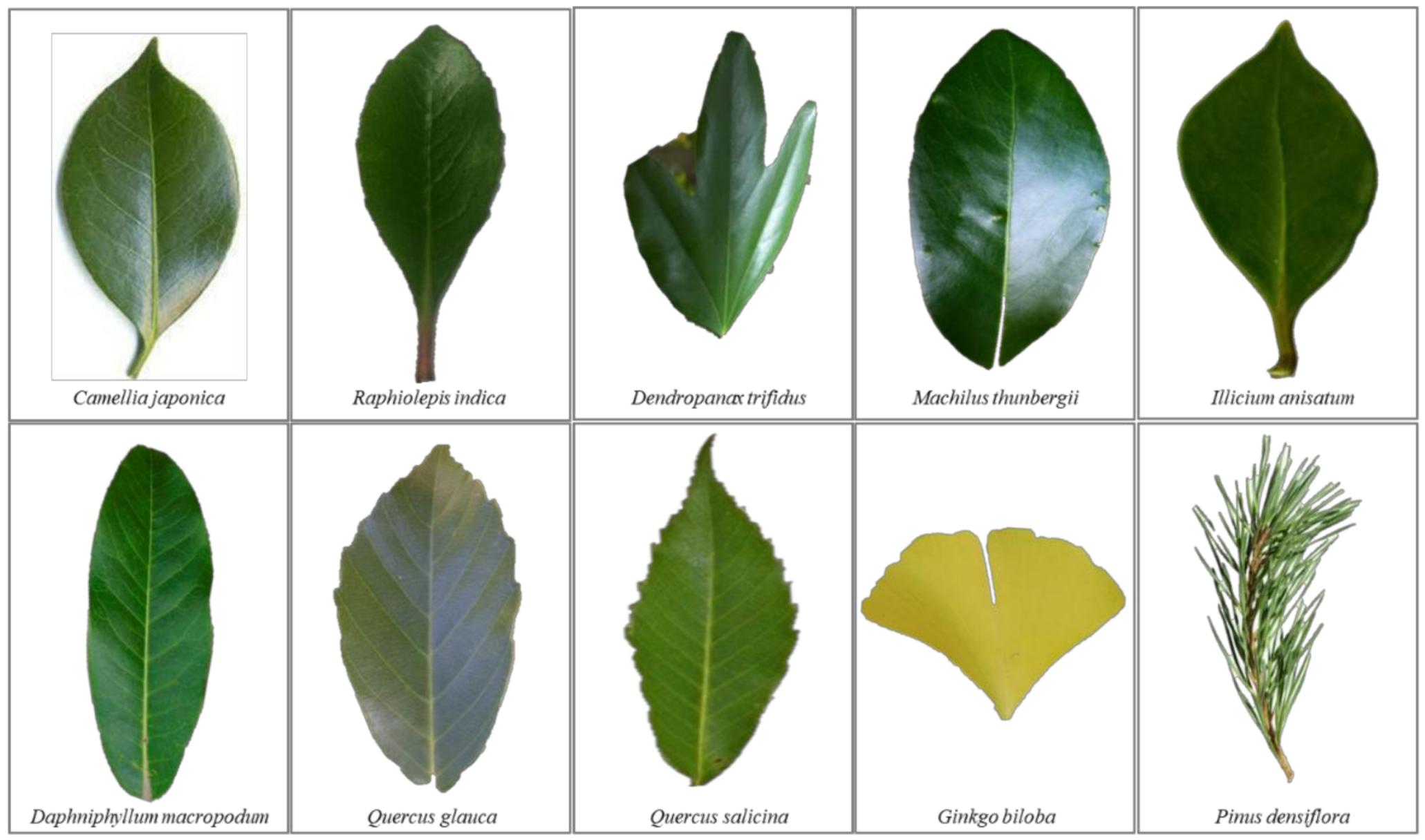 Forests 12 00438 g002 Forests 12 00438 g002