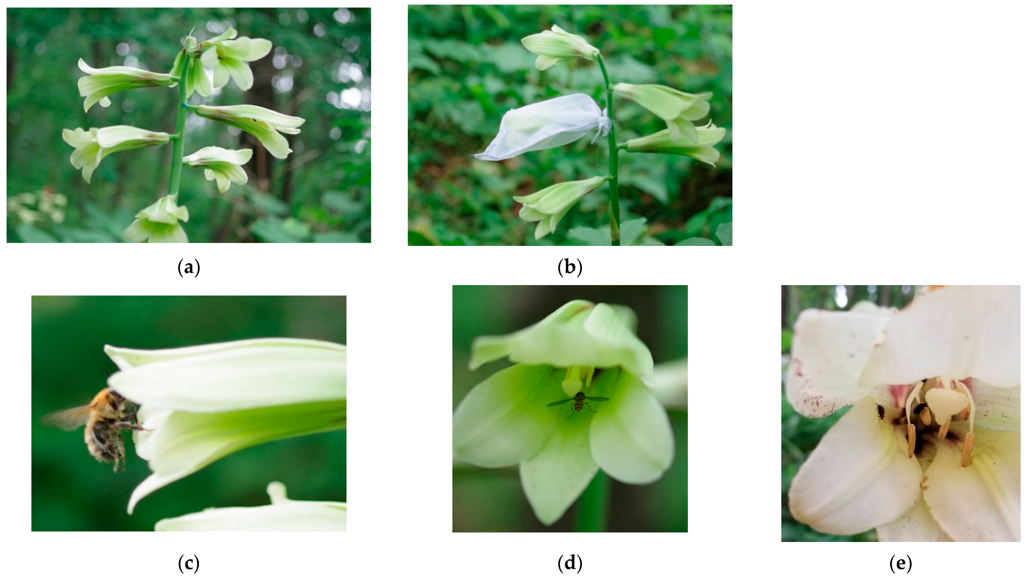 Forests 12 00452 g001a