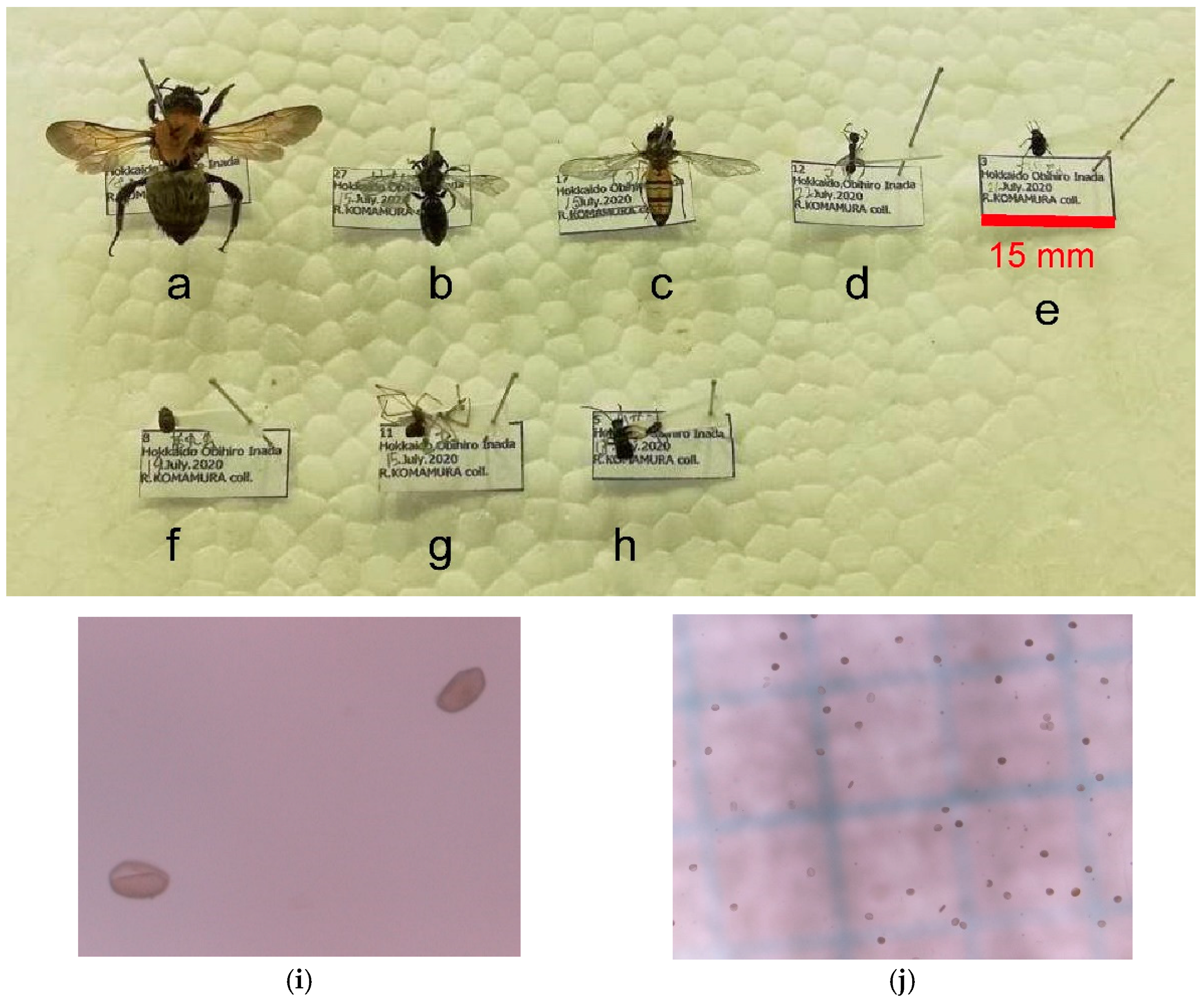Forests 12 00452 g002