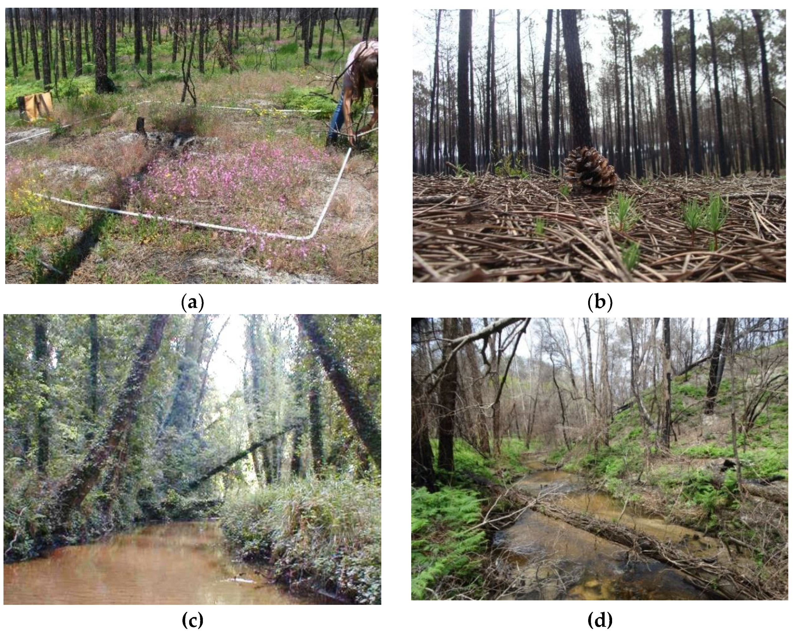 Forests 12 00477 g002