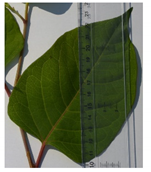 Forests 12 00527 i001 Forests 12 00527 i001