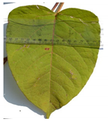 Forests 12 00527 i002 Forests 12 00527 i002