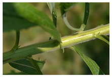 Forests 12 00527 i004 Forests 12 00527 i004