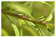 Forests 12 00527 i005 Forests 12 00527 i005