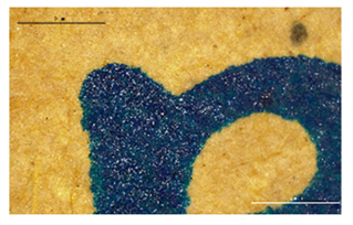 Forests 12 00527 i013 Forests 12 00527 i013