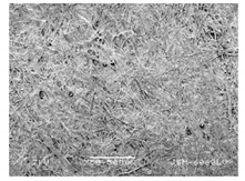 Forests 12 00527 i022 Forests 12 00527 i022