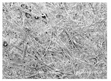 Forests 12 00527 i023 Forests 12 00527 i023