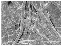 Forests 12 00527 i024 Forests 12 00527 i024