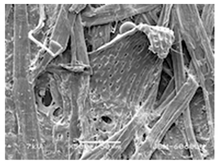 Forests 12 00527 i027 Forests 12 00527 i027