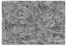 Forests 12 00527 i032 Forests 12 00527 i032