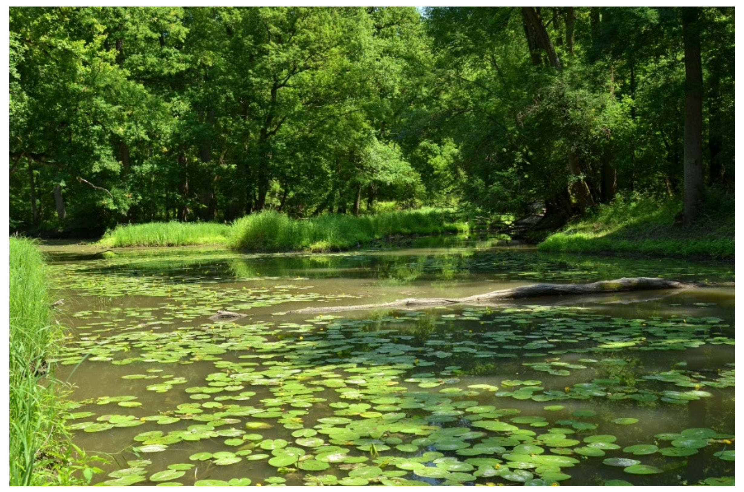 Forests 12 00580 g002