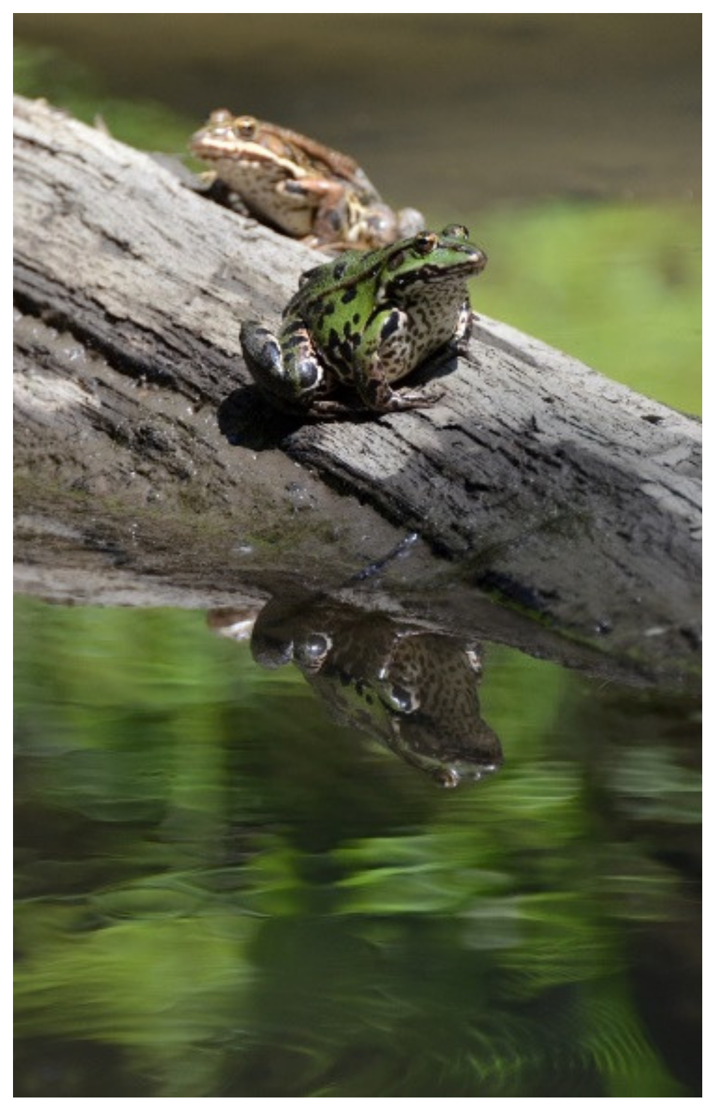 Forests 12 00580 g003