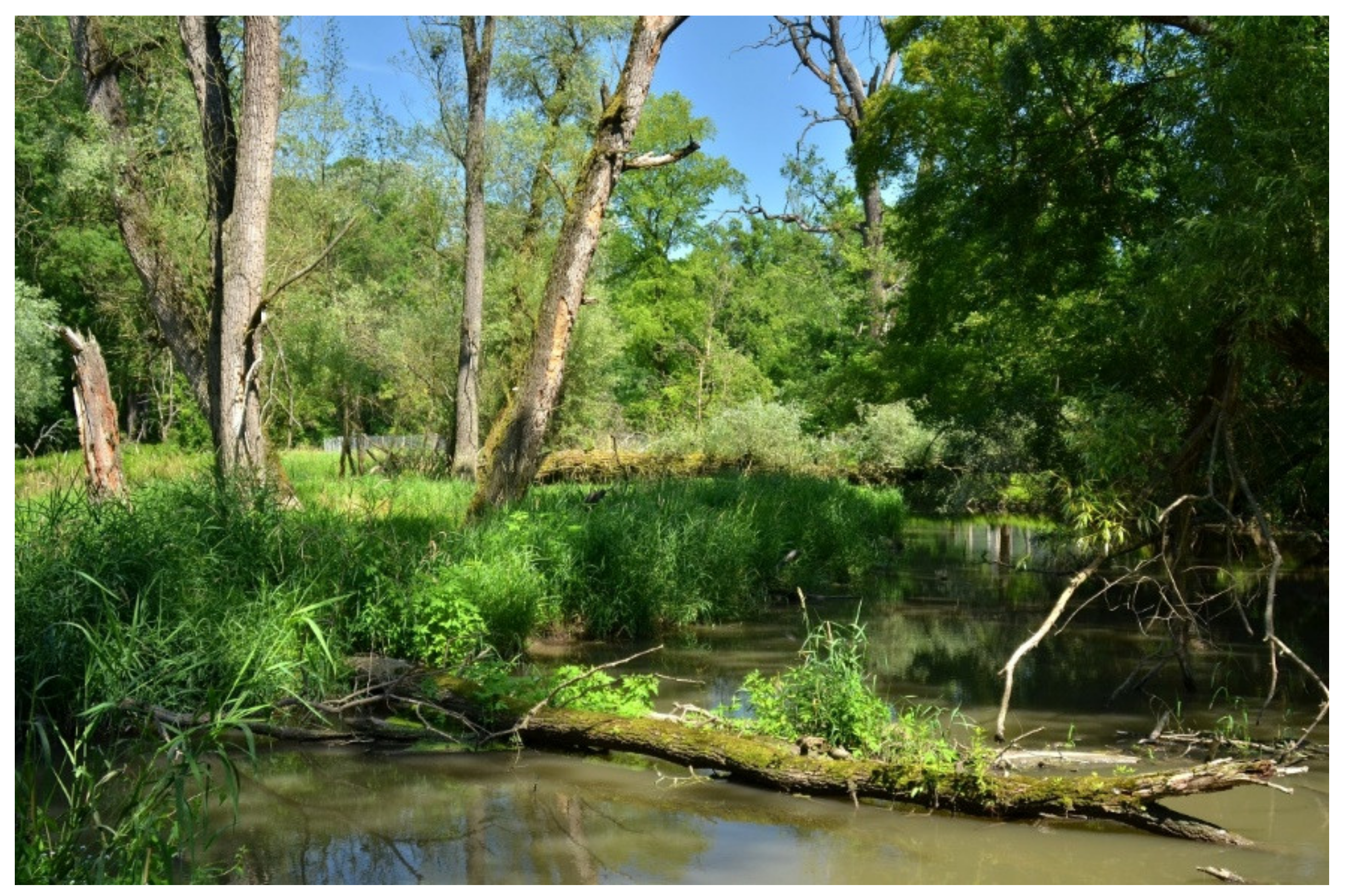 Forests 12 00580 g004