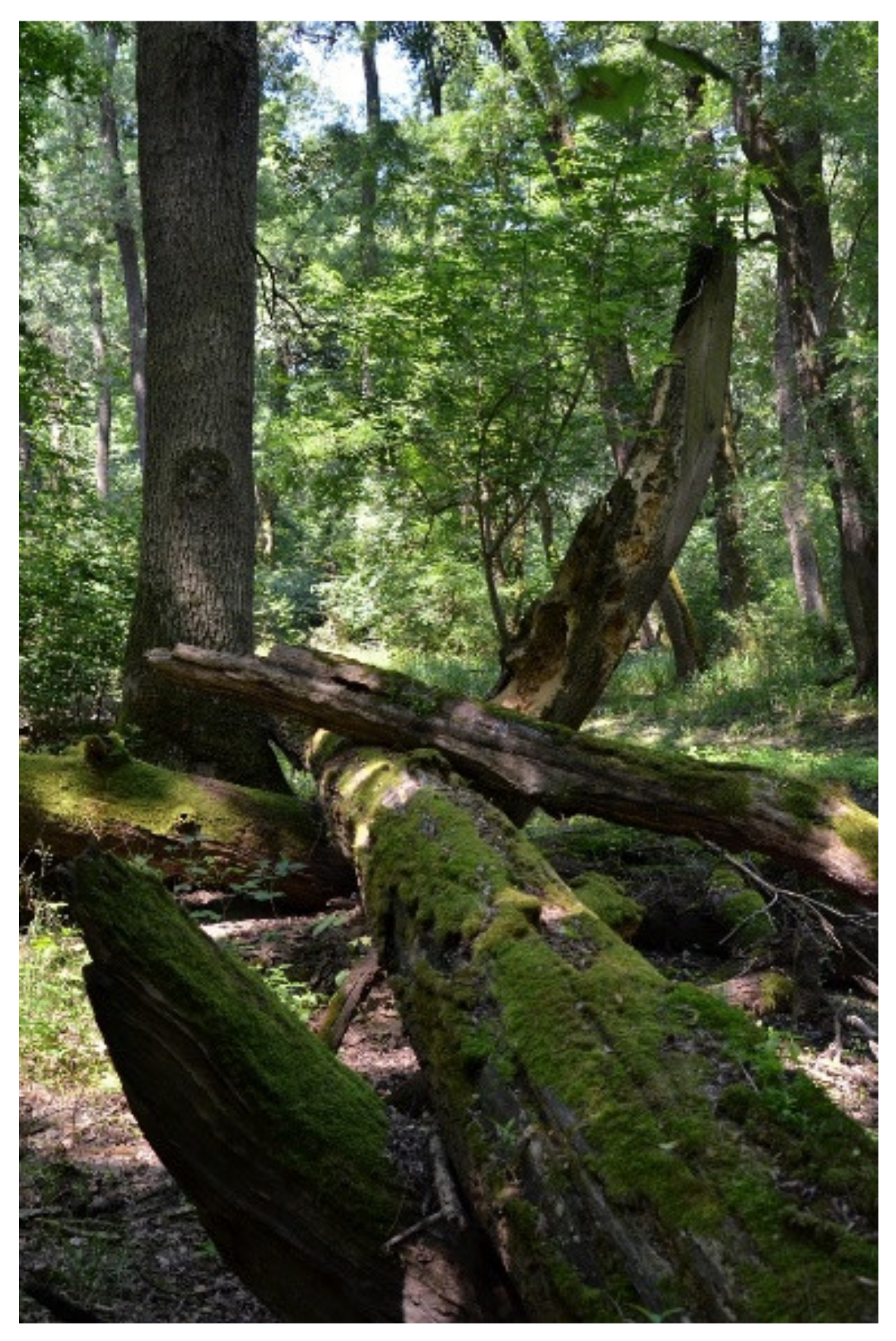 Forests 12 00580 g005