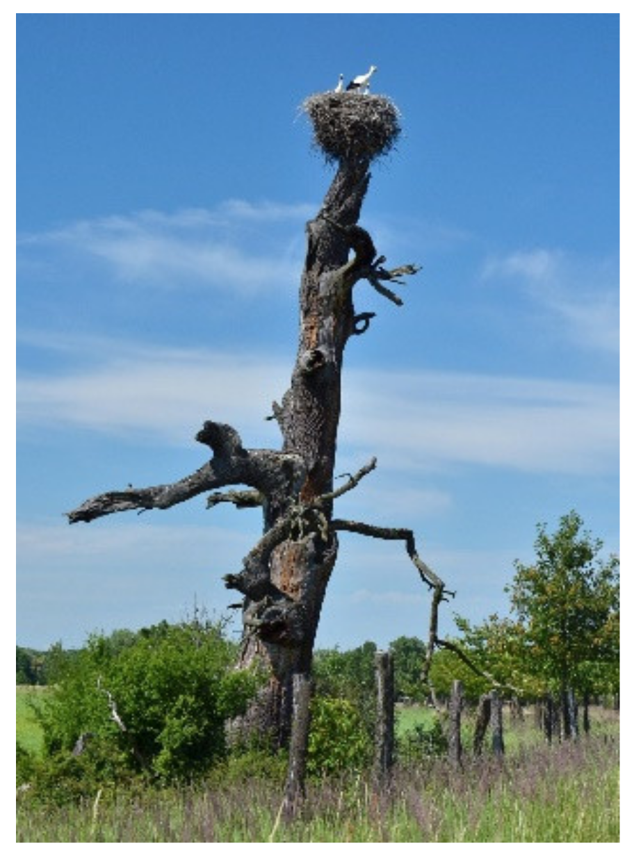 Forests 12 00580 g006