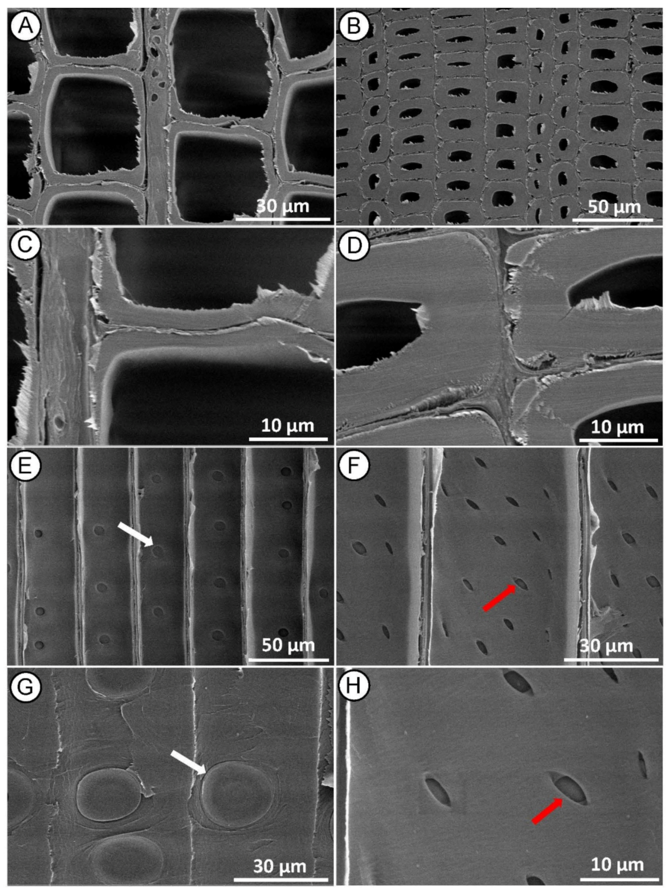 Forests 12 00598 g003