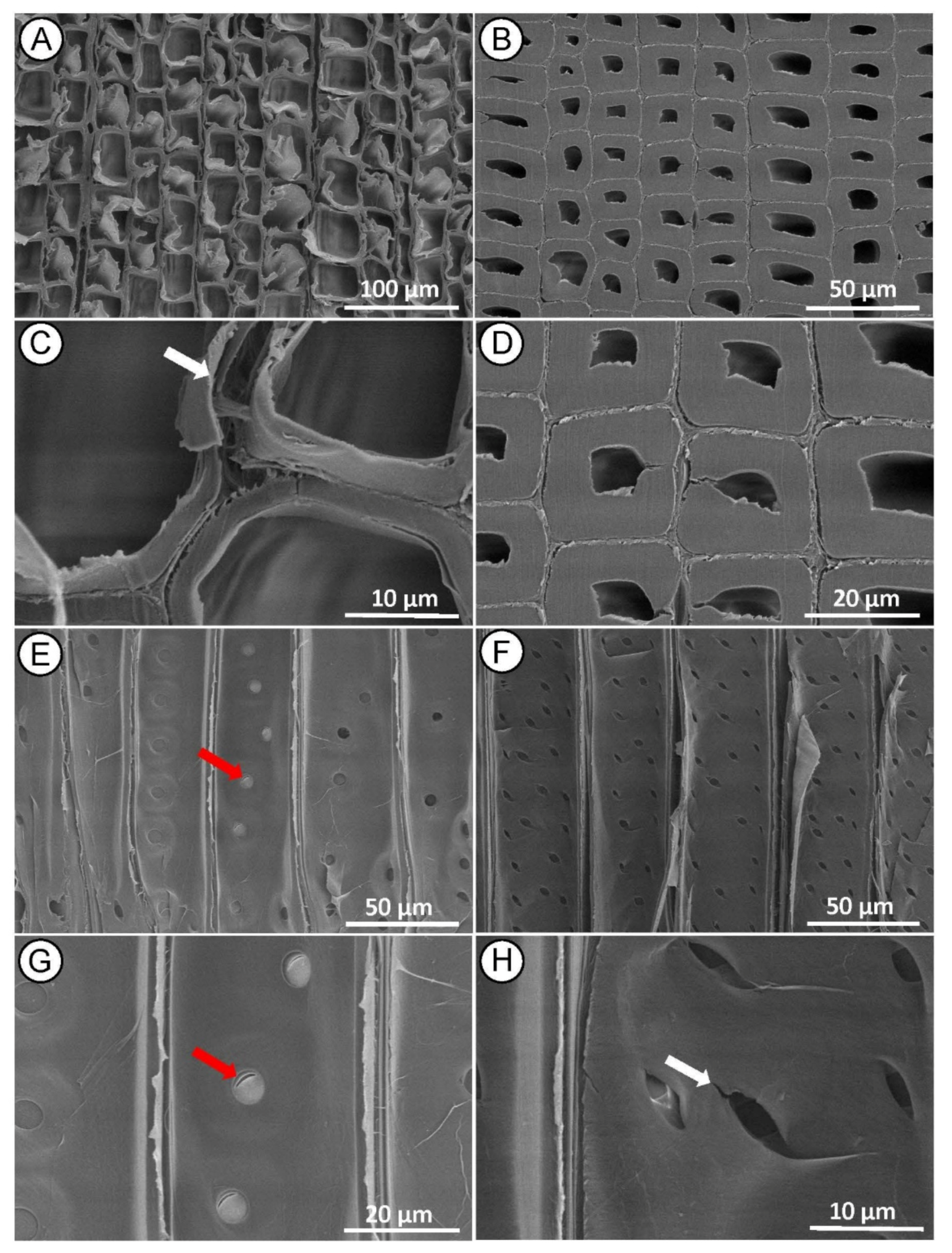 Forests 12 00598 g005