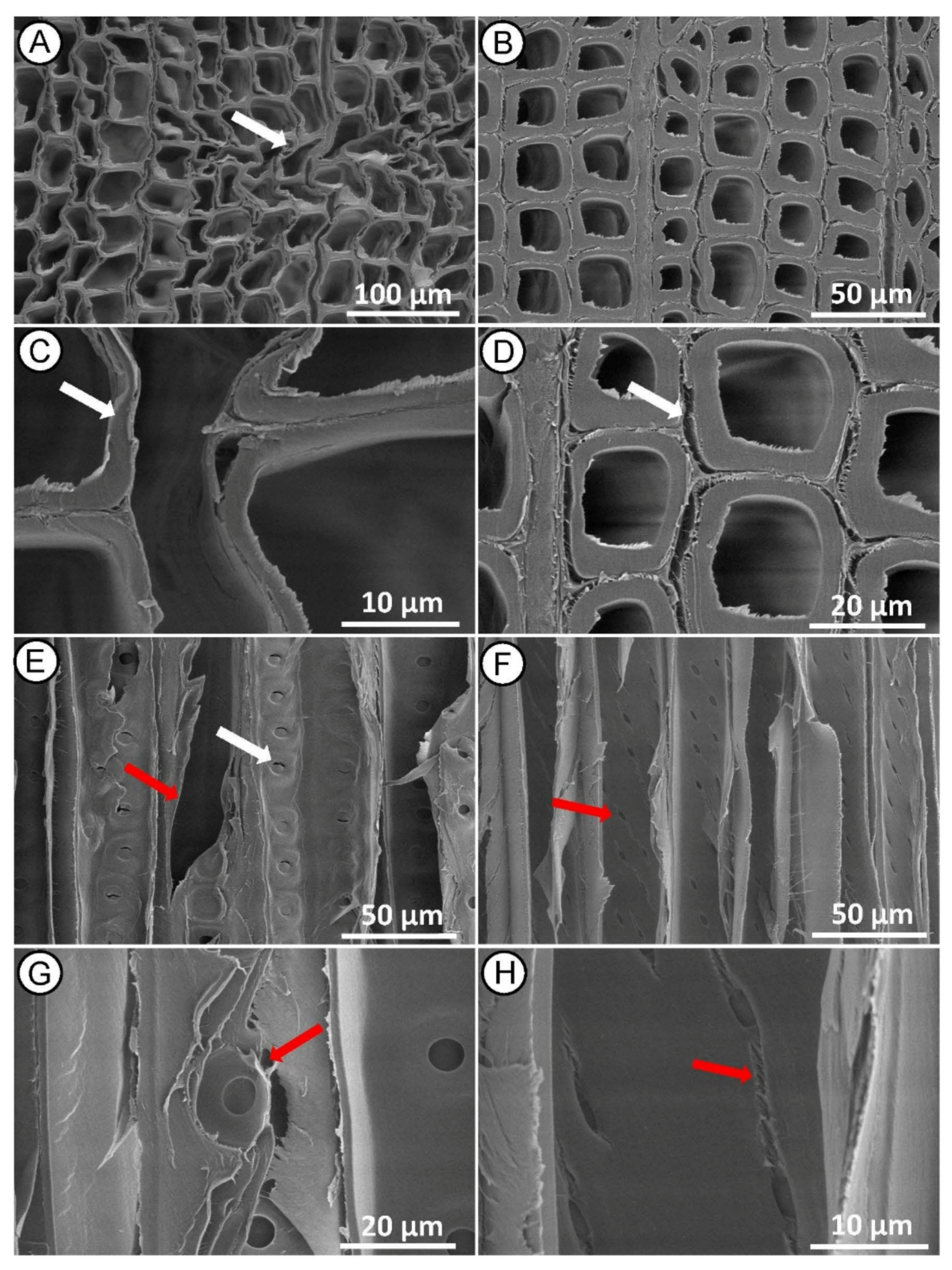 Forests 12 00598 g006