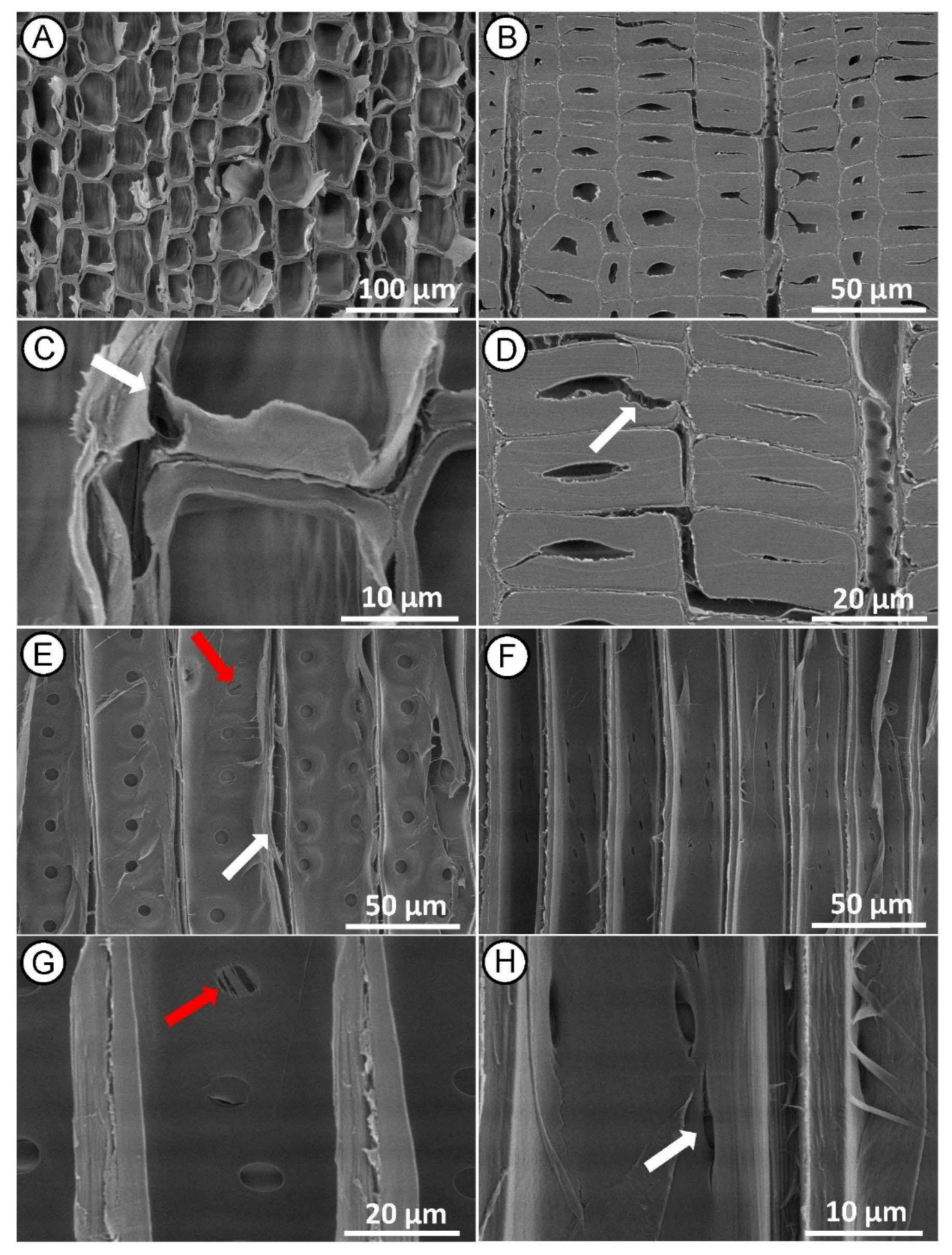 Forests 12 00598 g007