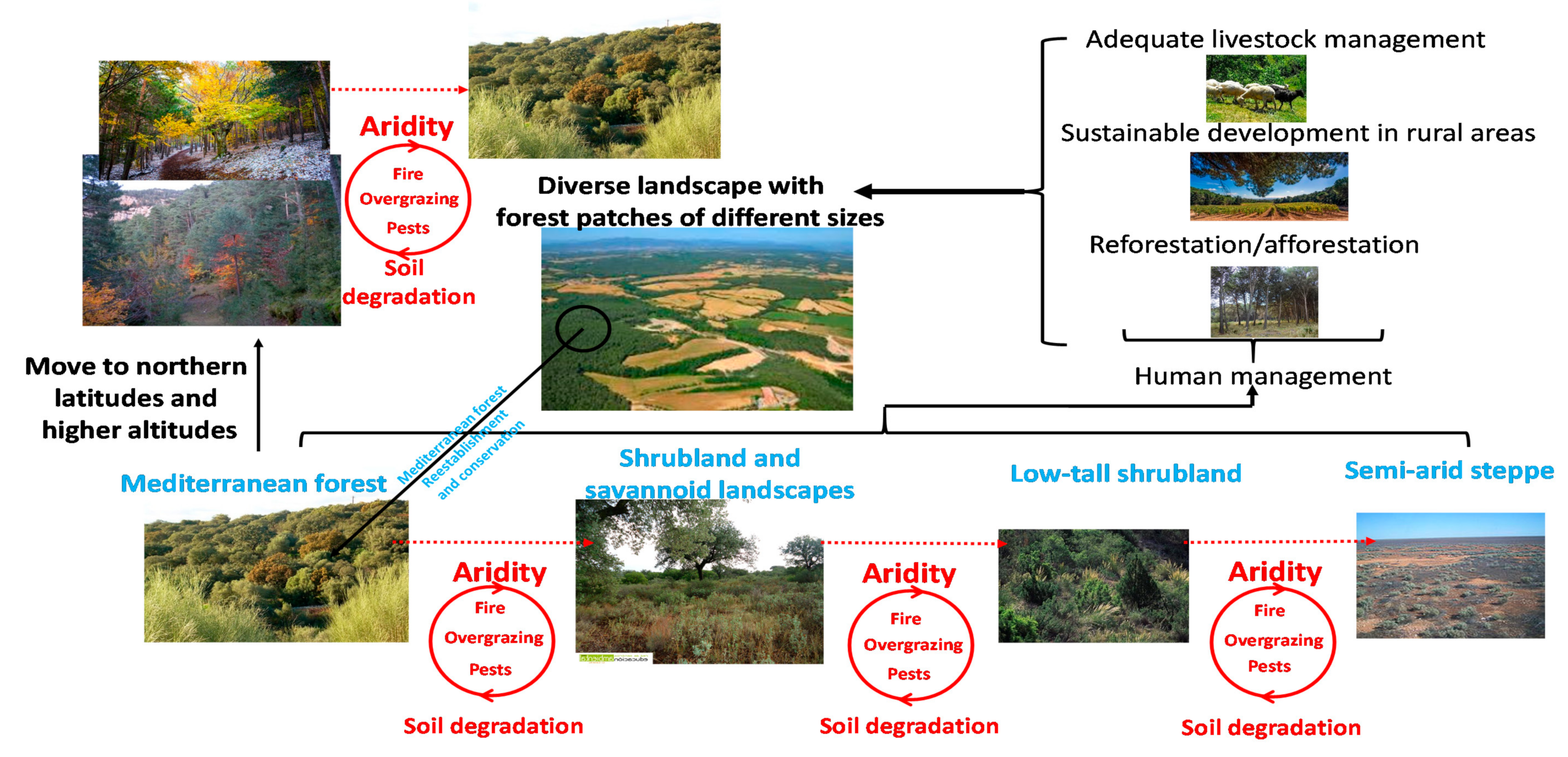 Forests 12 00603 g002