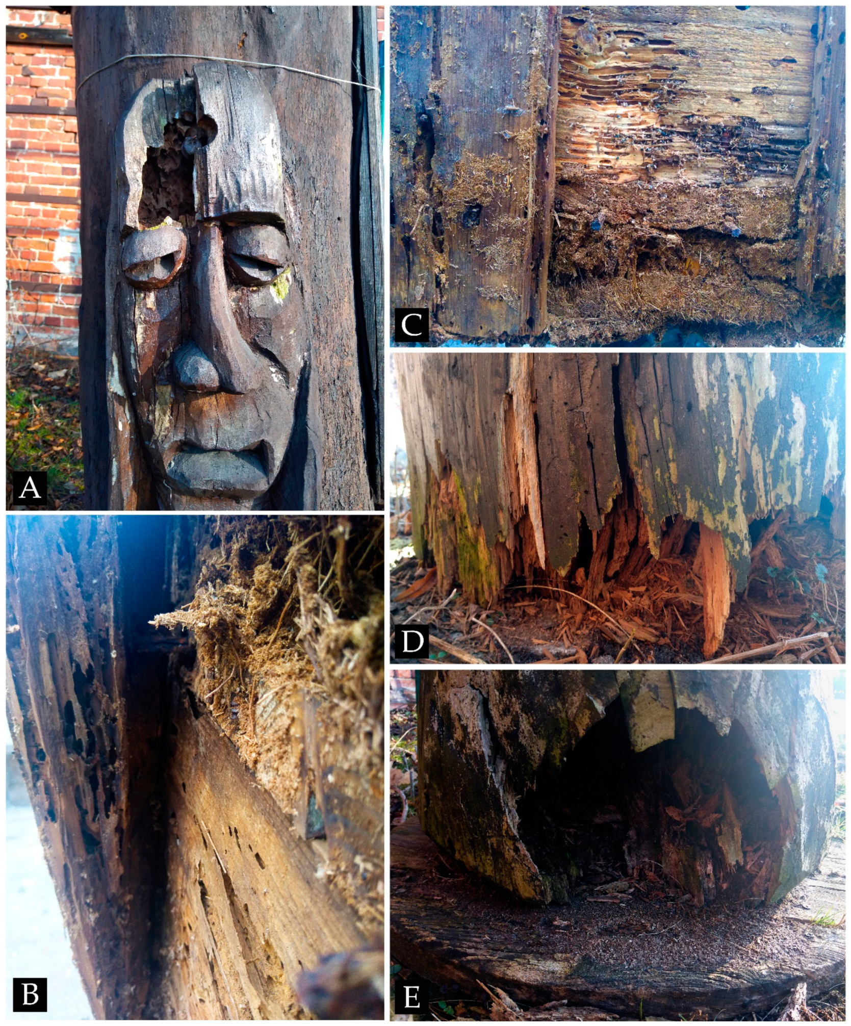 Forests 12 00606 g003 Forests 12 00606 g003